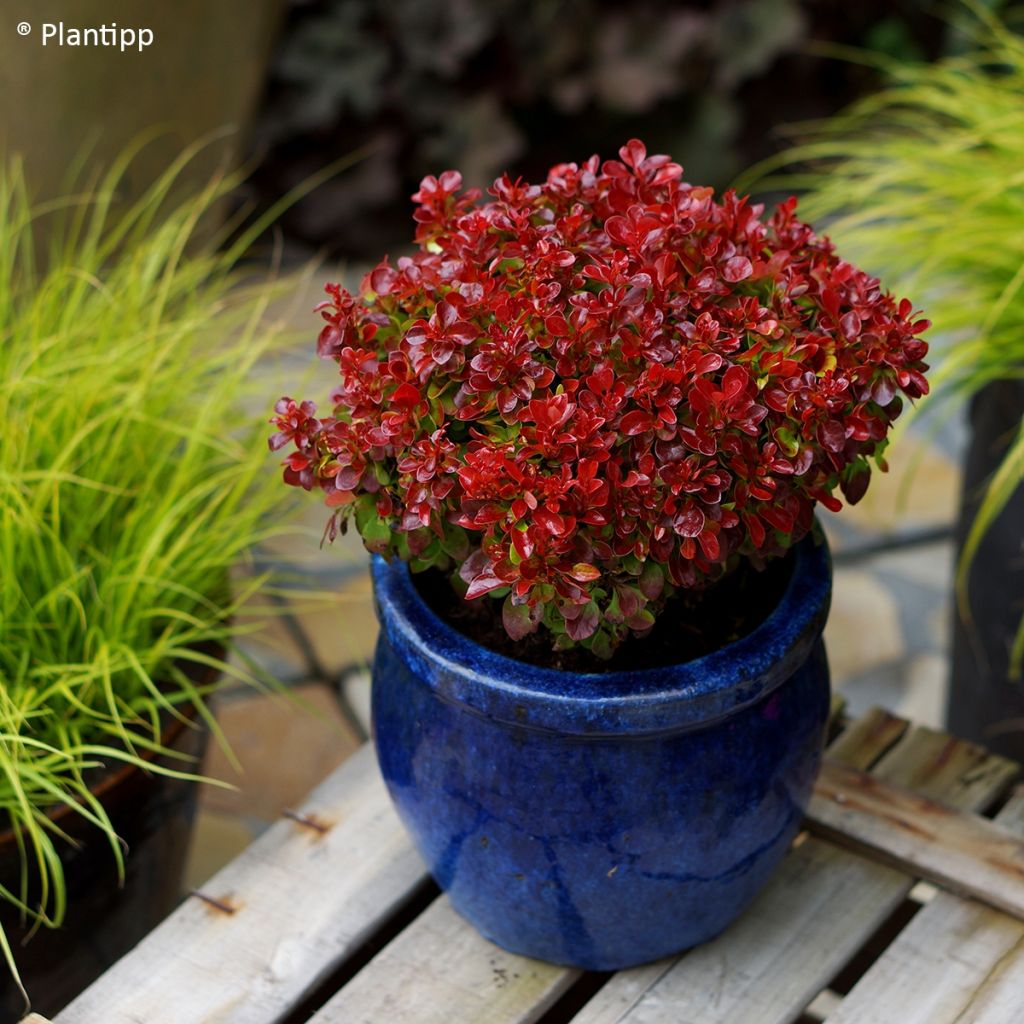 Berberis thunbergii Lutin Rouge - Barberry