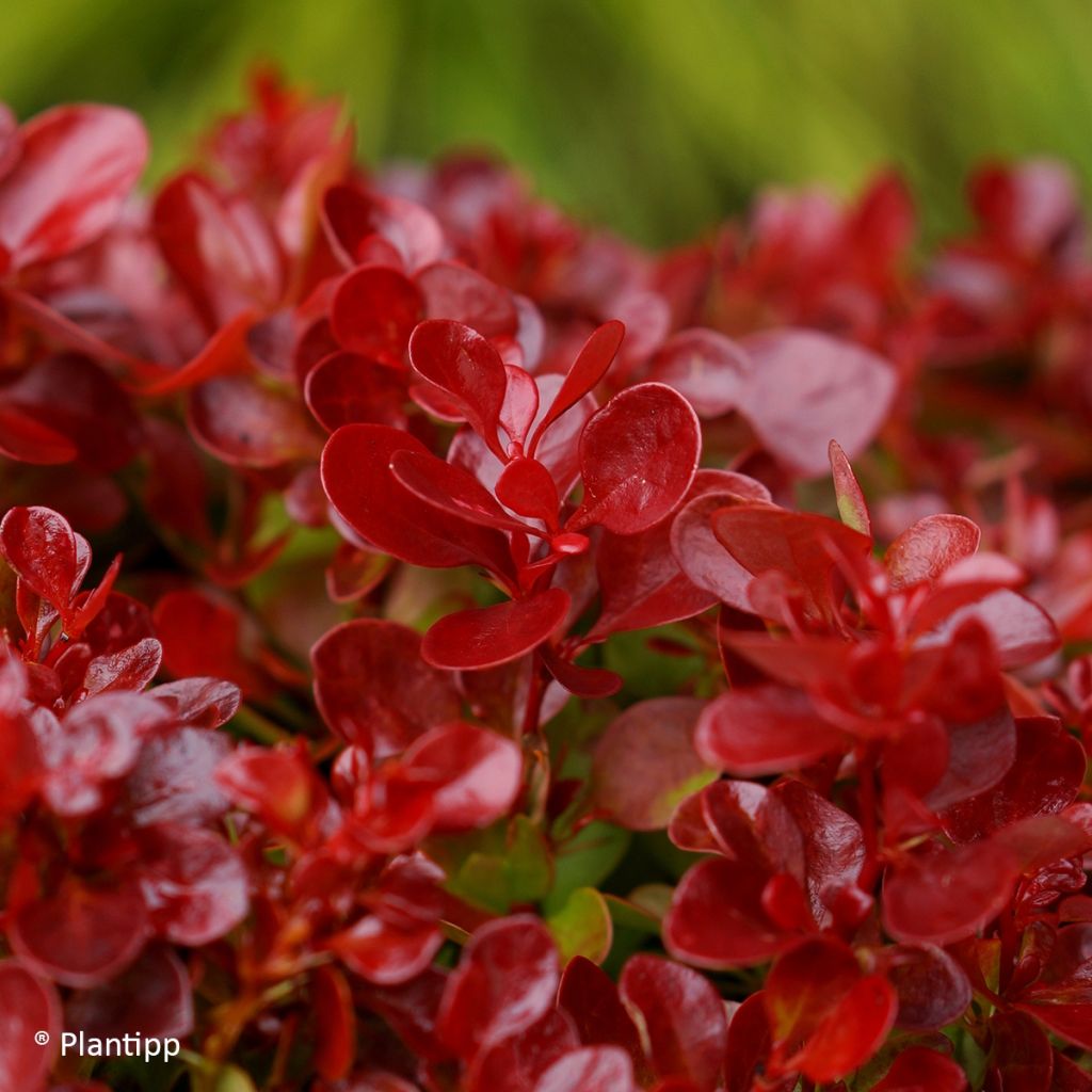 Berberis thunbergii Lutin Rouge - Barberry
