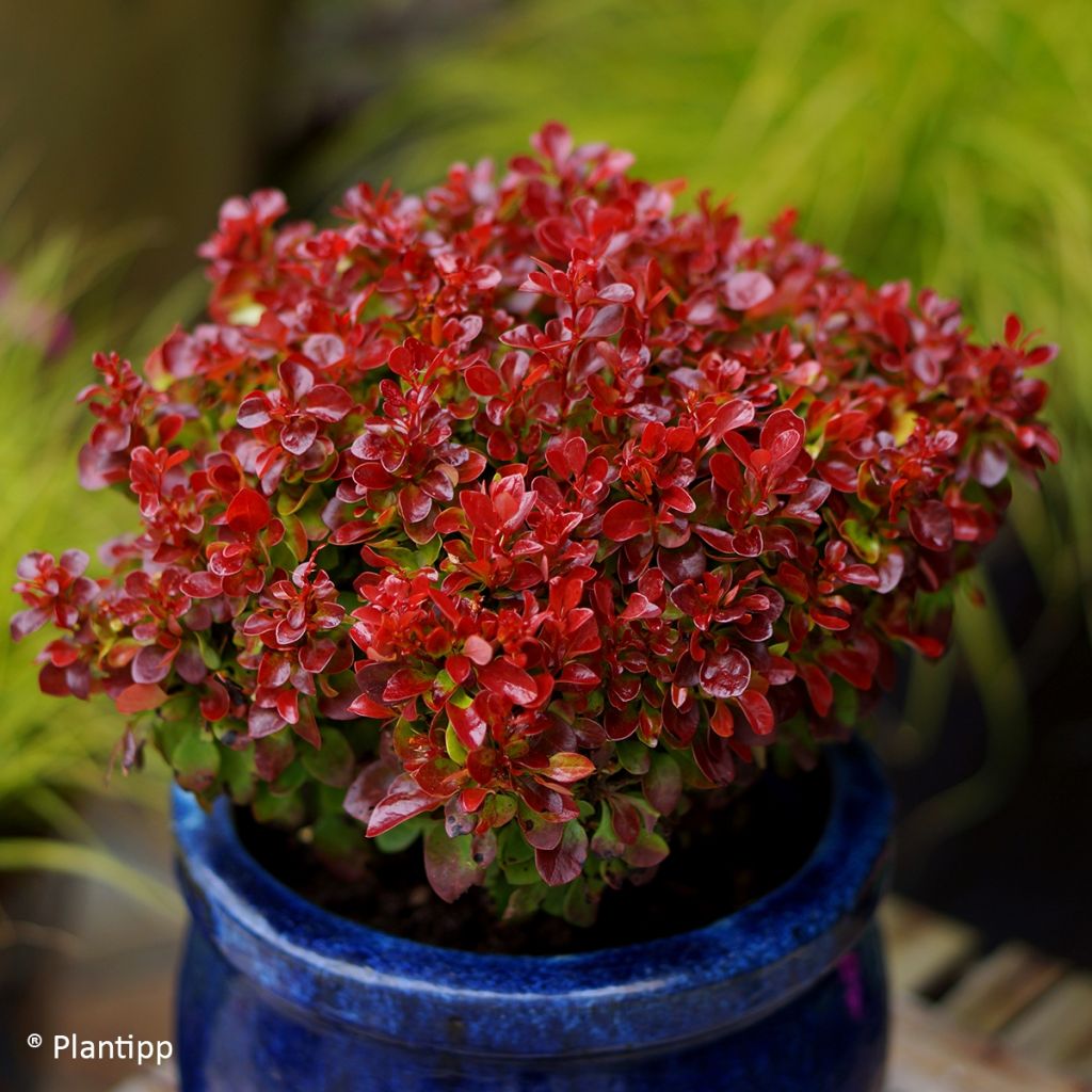 Berberis thunbergii Lutin Rouge - Barberry