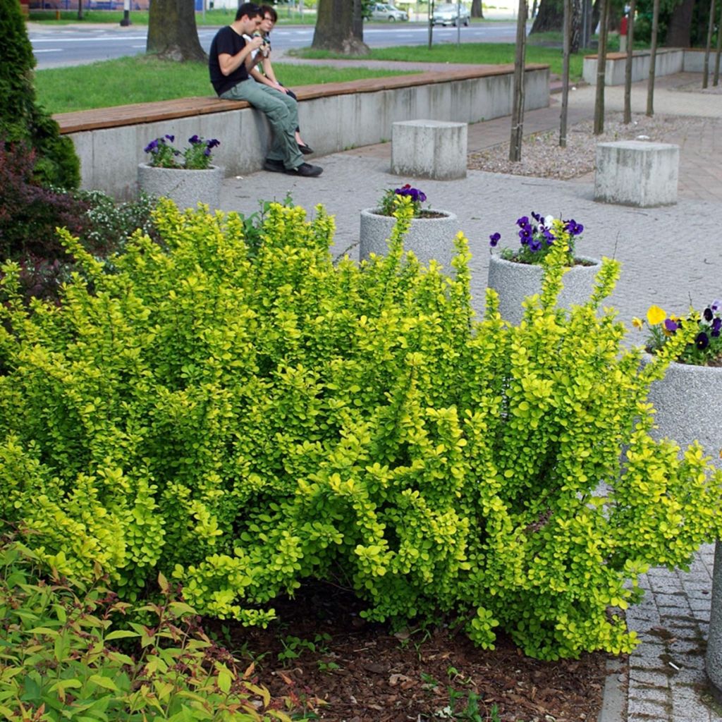 Berberis thunbergii Maria - Barberry