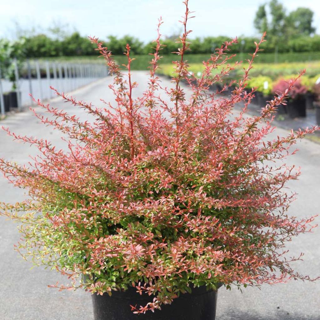 Berberis thunbergii Orange Dream - Barberry