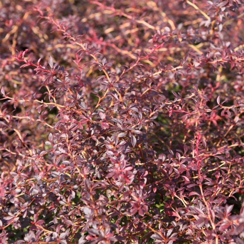 Berberis thunbergii Orange Dream - Barberry