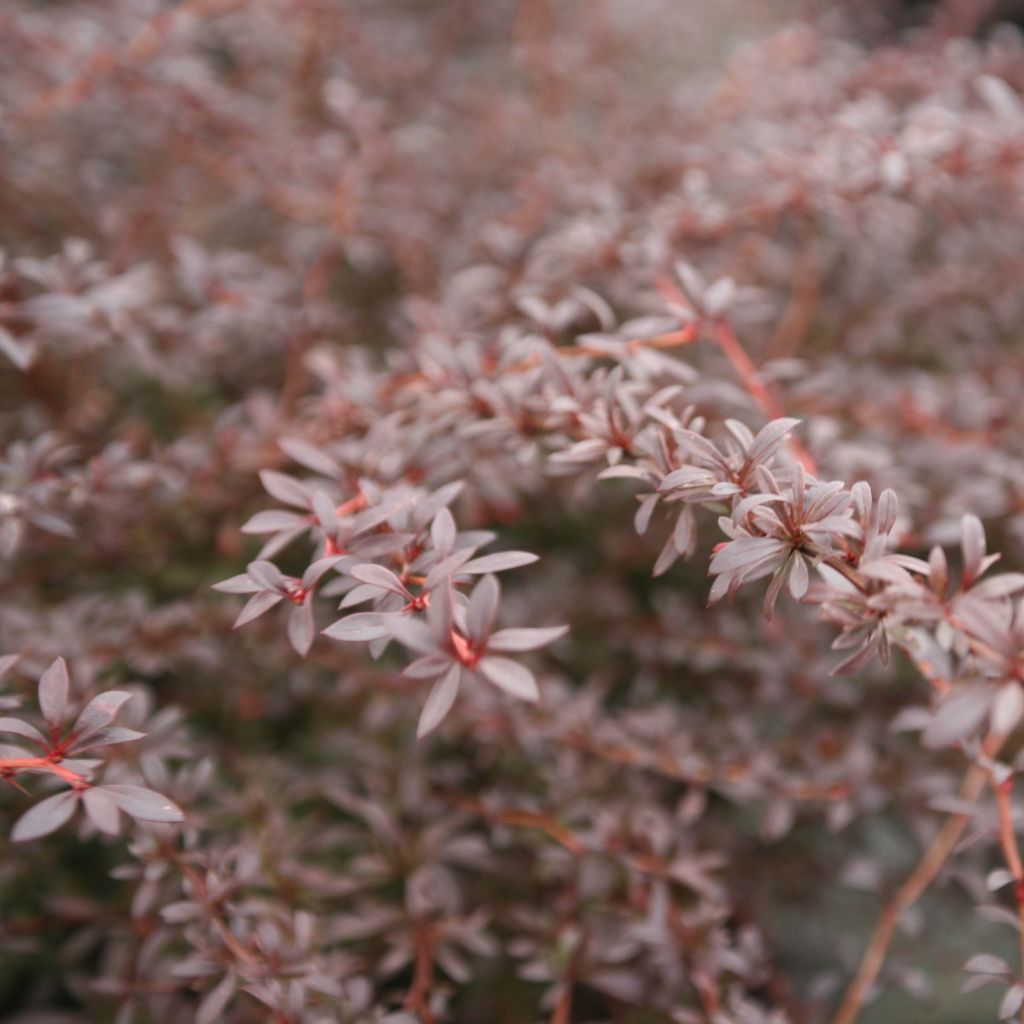 Berberis thunbergii Red Dream - Barberry