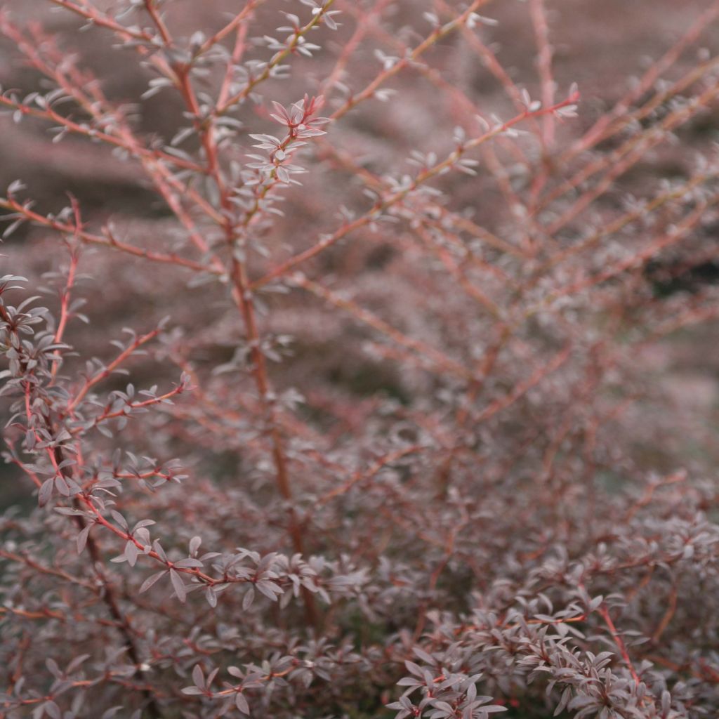 Berberis thunbergii Red Dream - Barberry