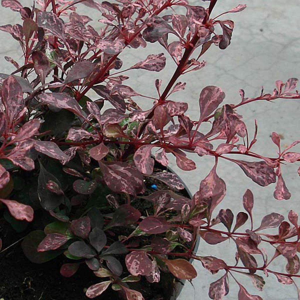 Berberis thunbergii Rosy Glow - Barberry