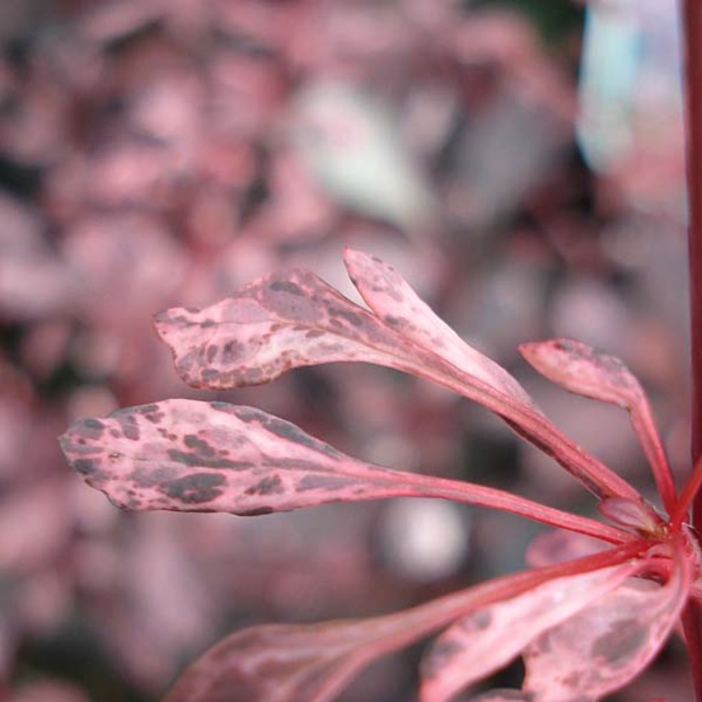 Berberis thunbergii Rosy Glow - Barberry