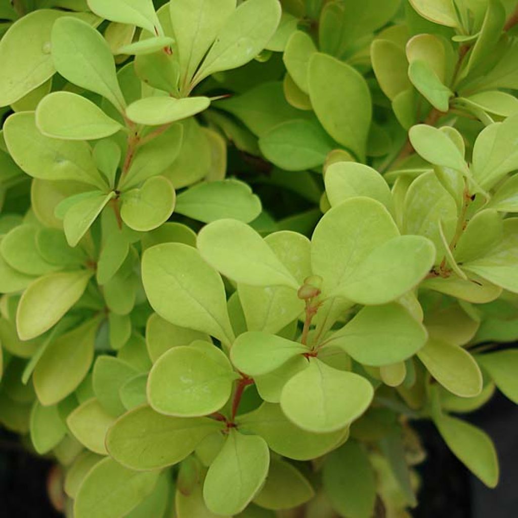 Berberis thunbergii Tiny Gold - Barberry