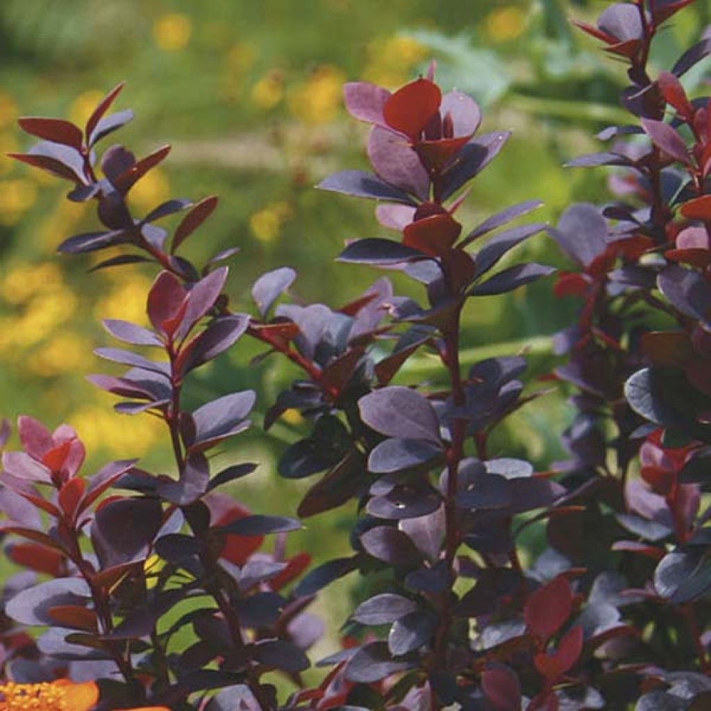 Berberis thunbergii Bagatelle - Barberry