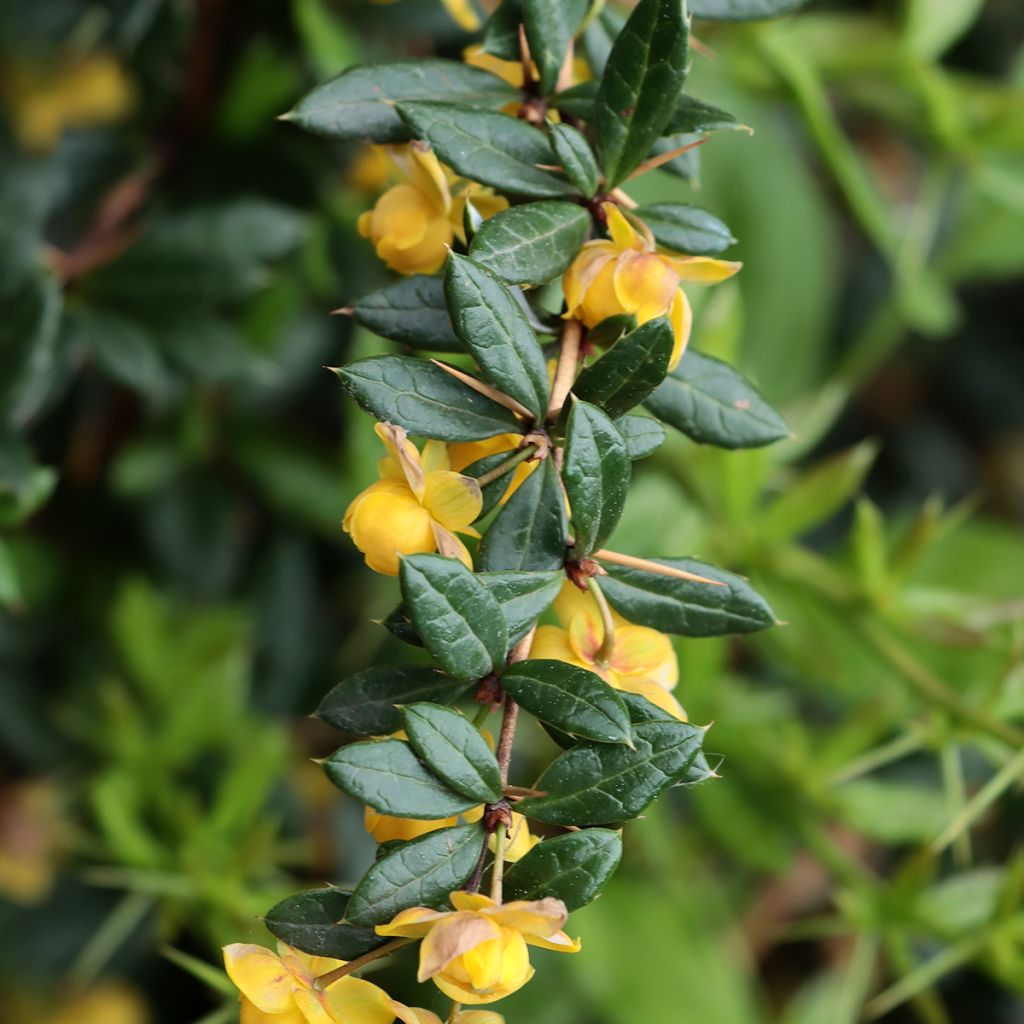 Berberis hybrido-gagnepainii Chenaultii - Barberry