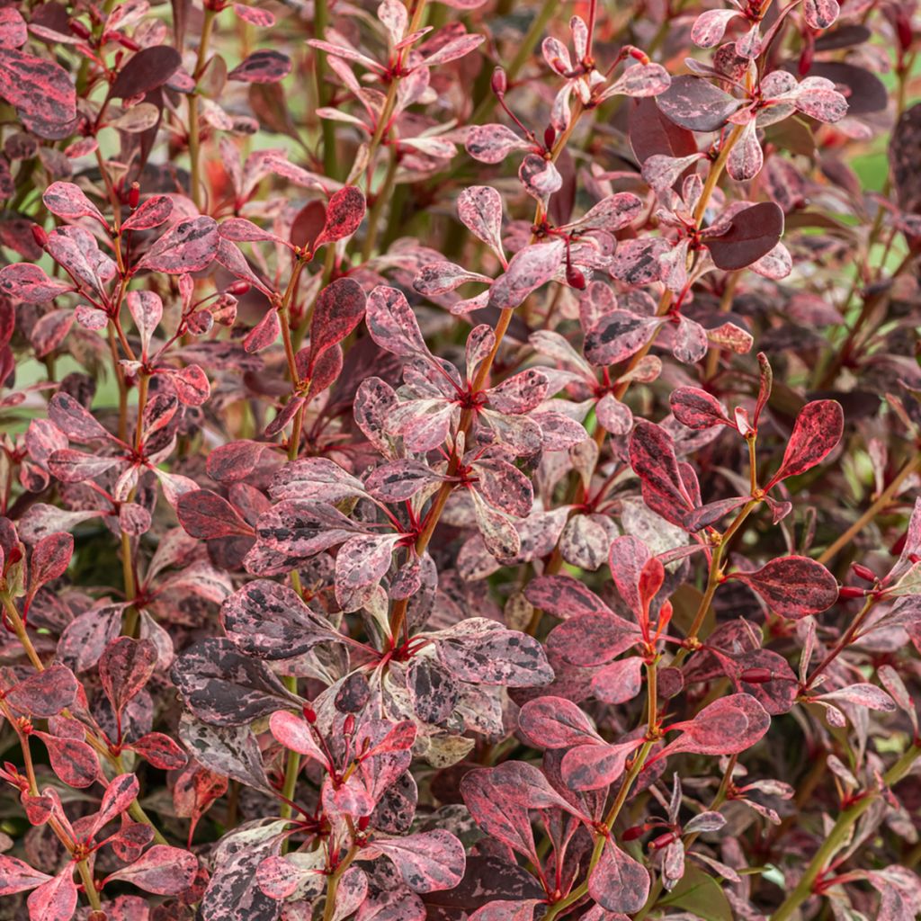 Berberis thunbergii Pink Pillar - Barberry