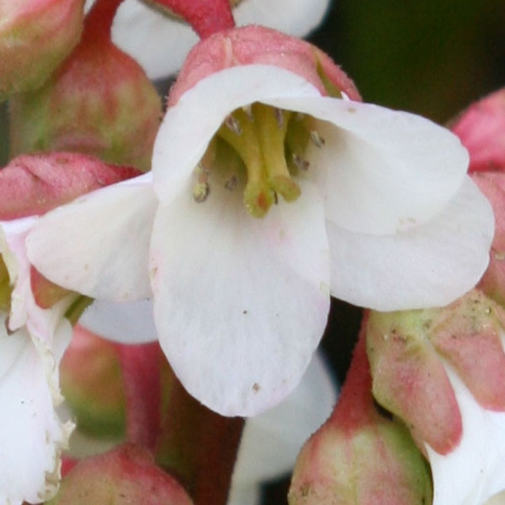 Bergenia Baby Doll - Elephant's Ears