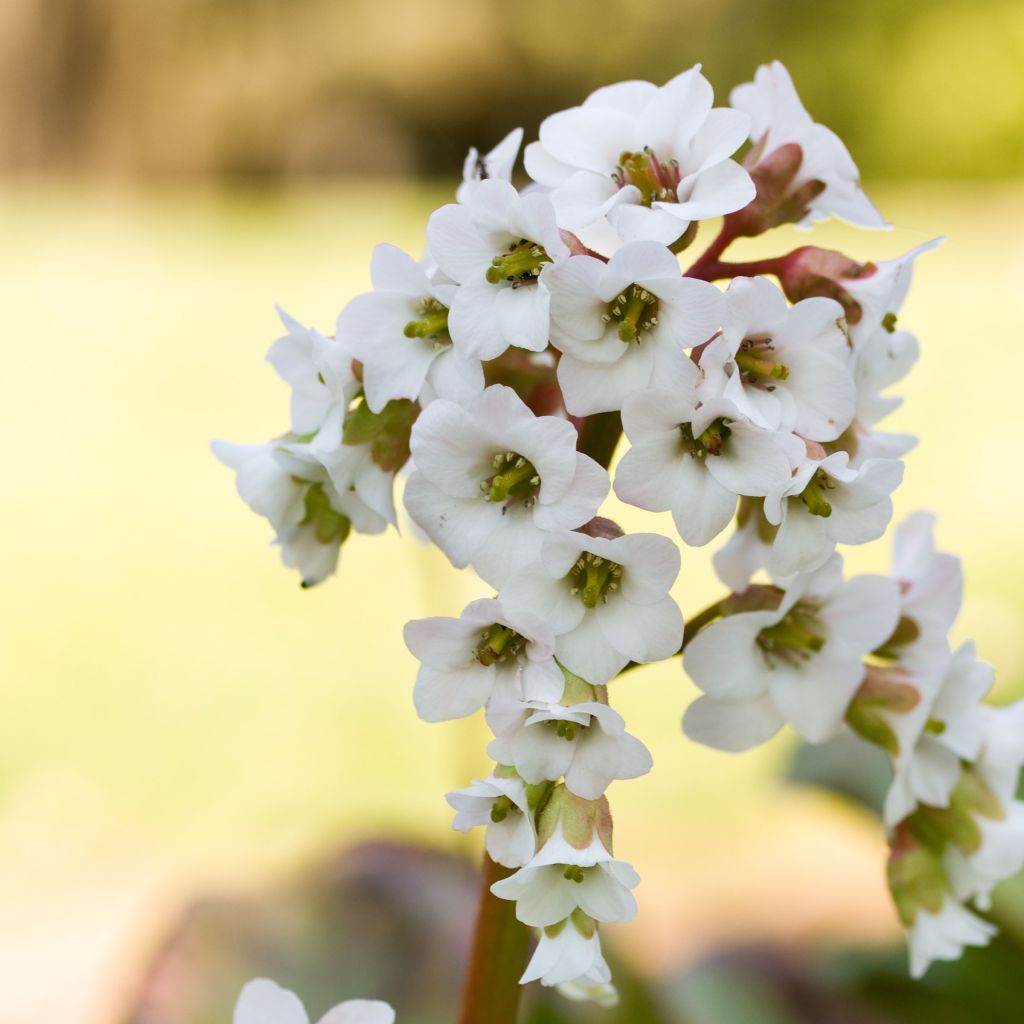 Bergenia Bressingham White - Elephant's Ears
