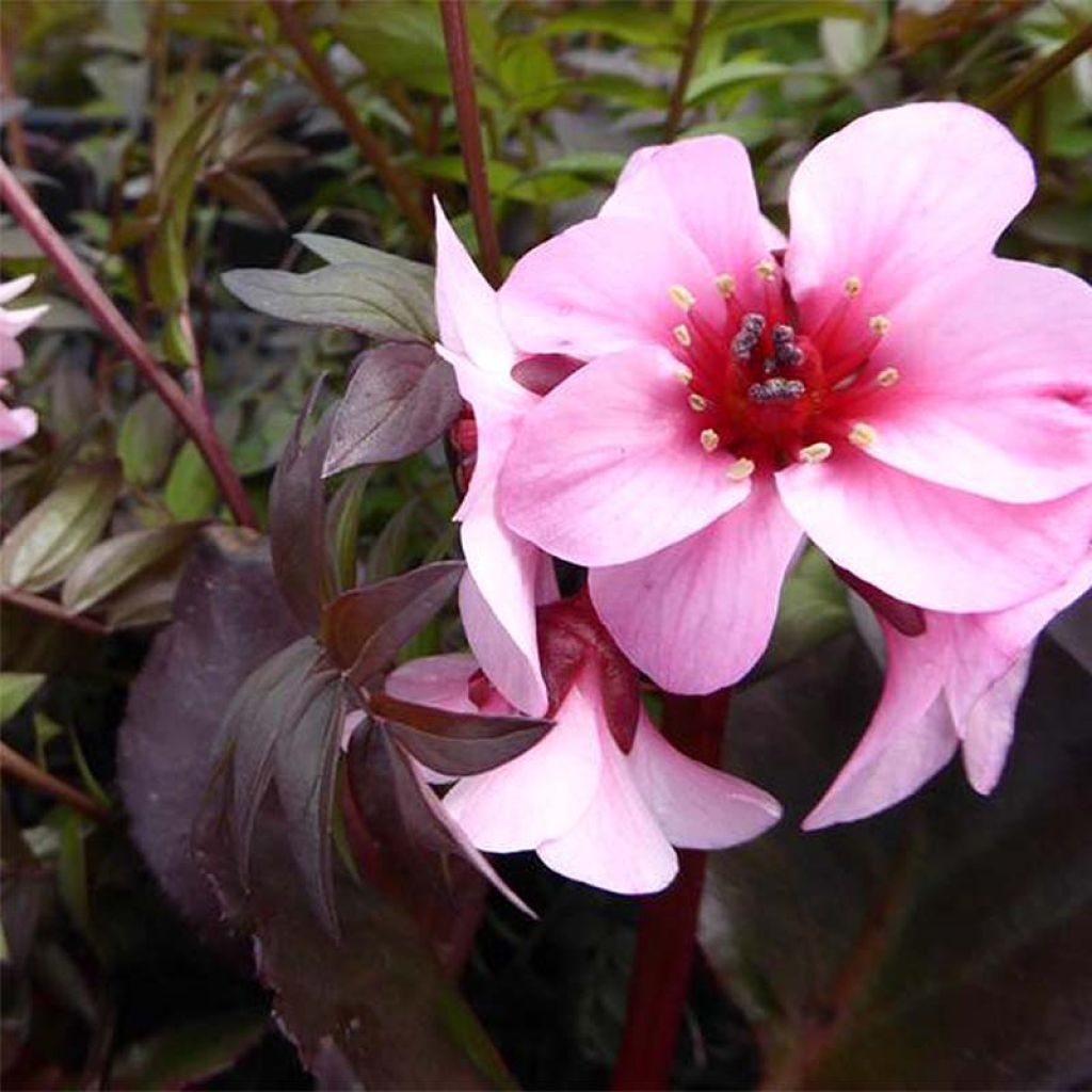 Bergenia Dragonfly Series Sakura - Elephant's Ears
