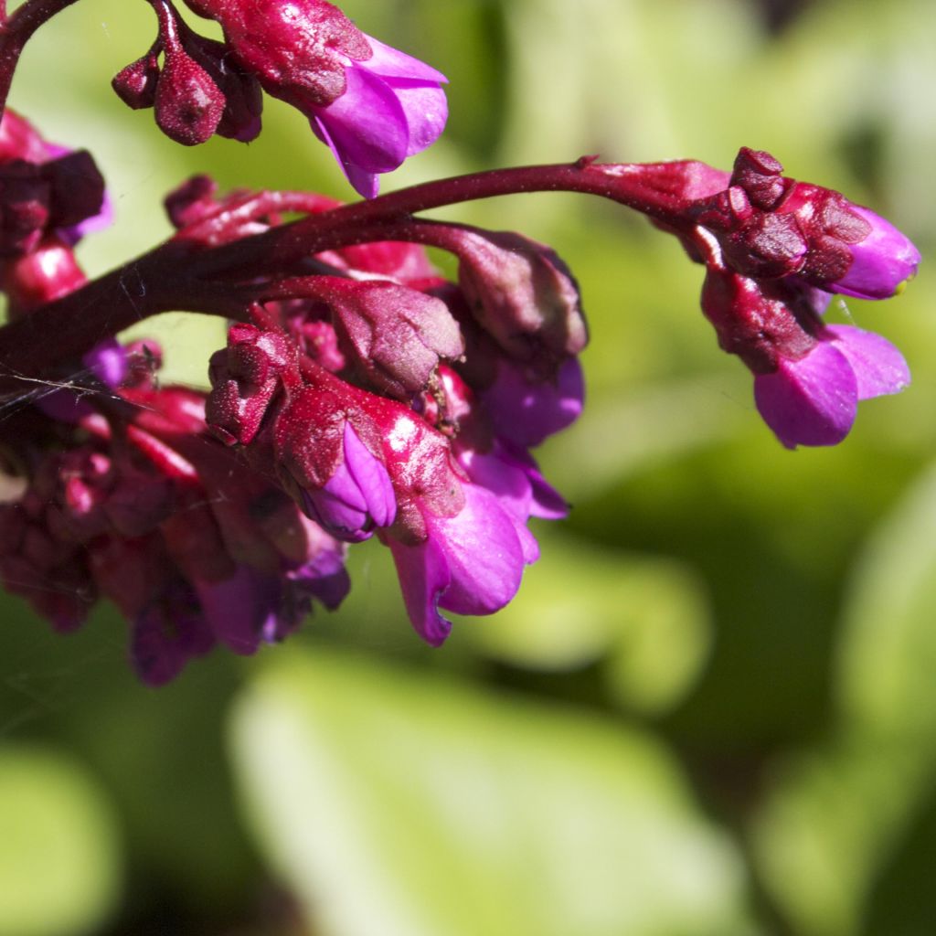 Bergenia Ouvertüre - Elephant's Ears