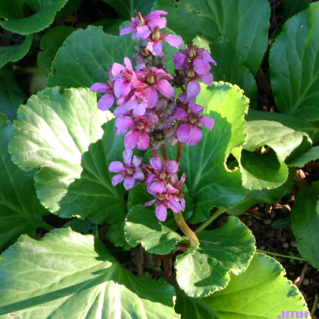 Bergenia cordifolia Rotblum - Elephant's Ears