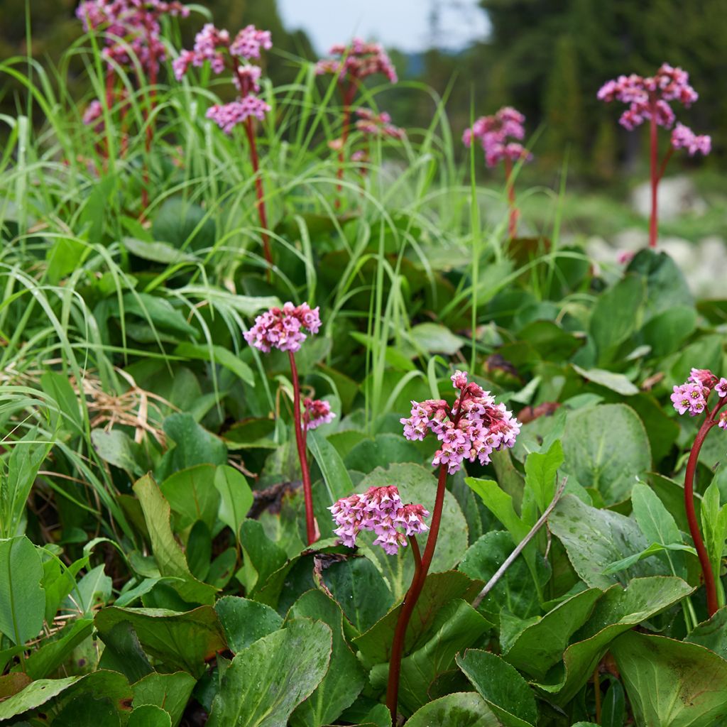 Bergenia cordifolia - Elephant's Ears