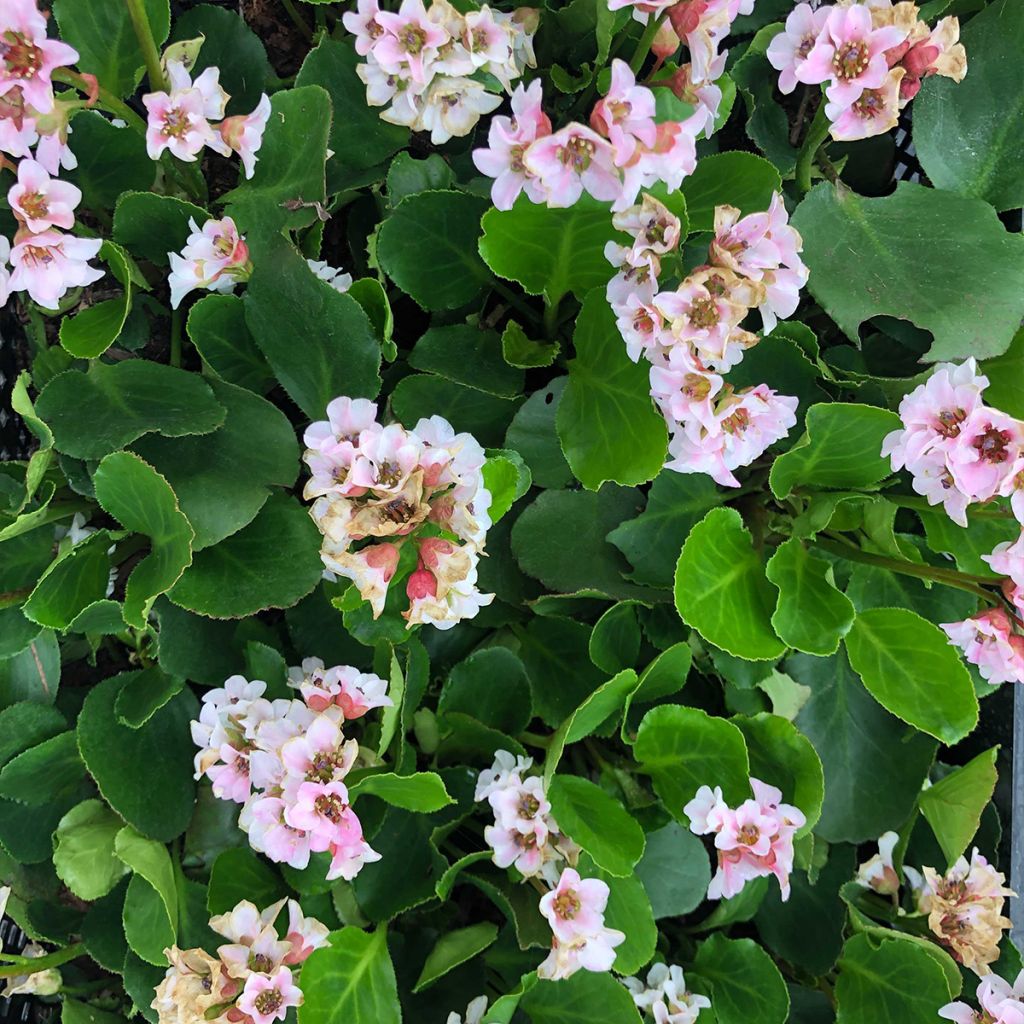 Bergenia Harzkristall - Elephant's Ears