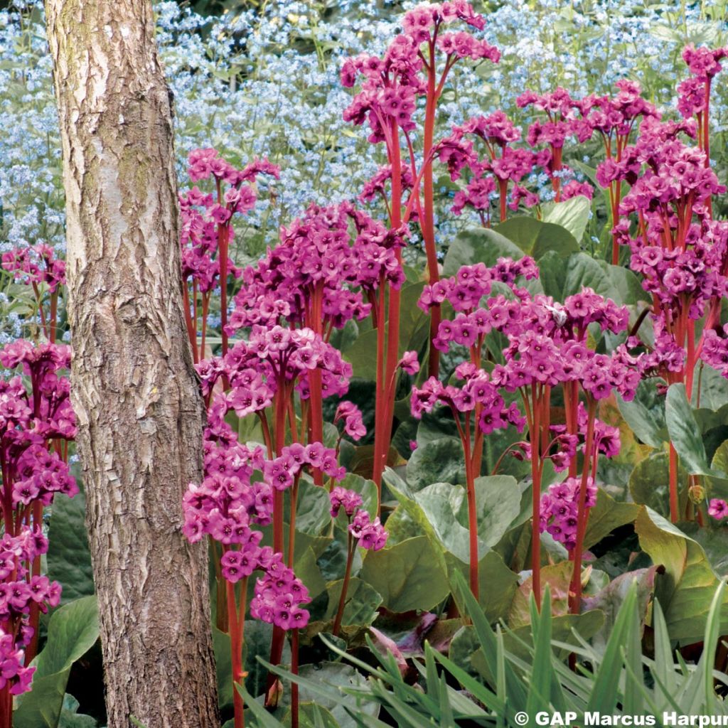 Bergenia purpurascens - Pigsqueak