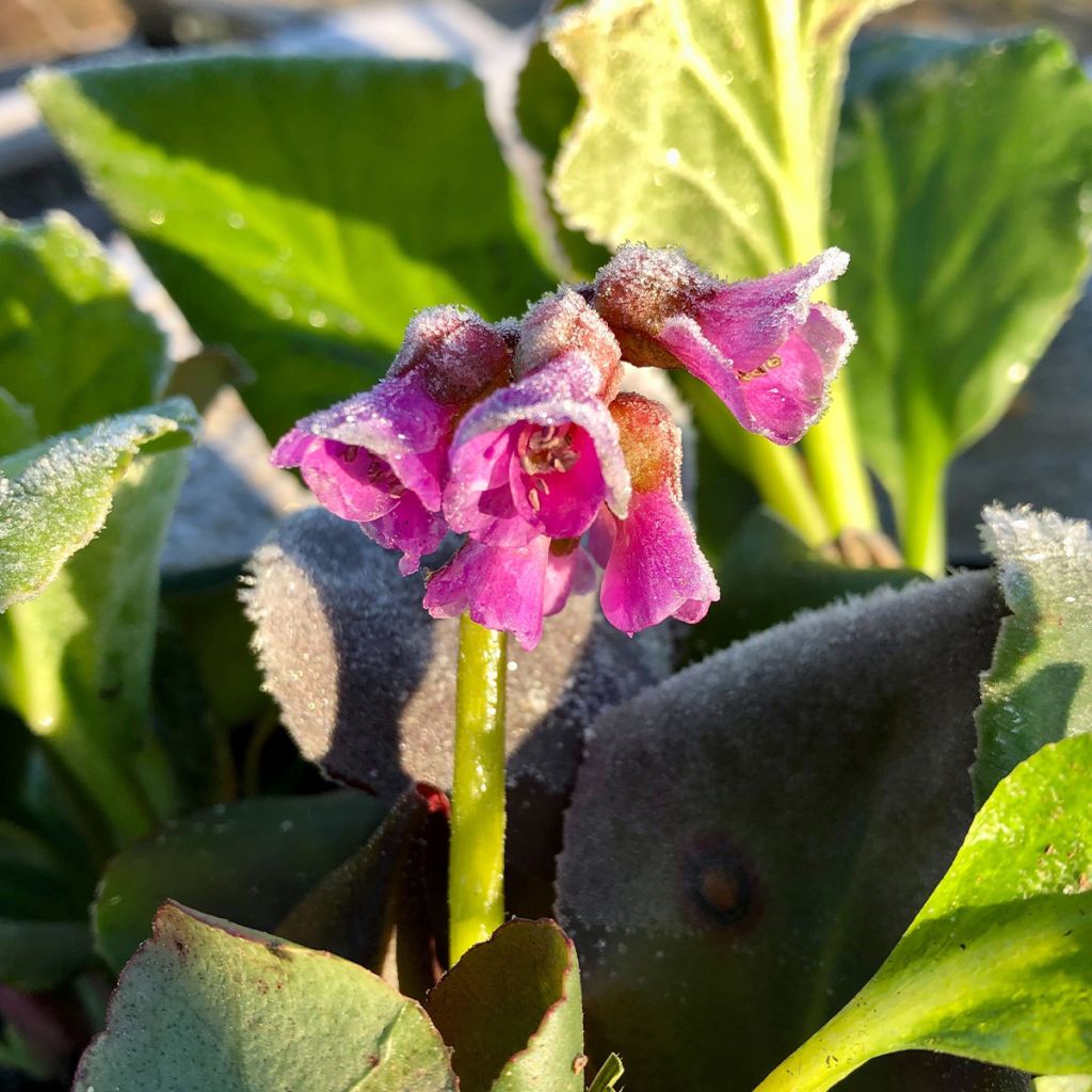 Bergenia purpurascens - Pigsqueak