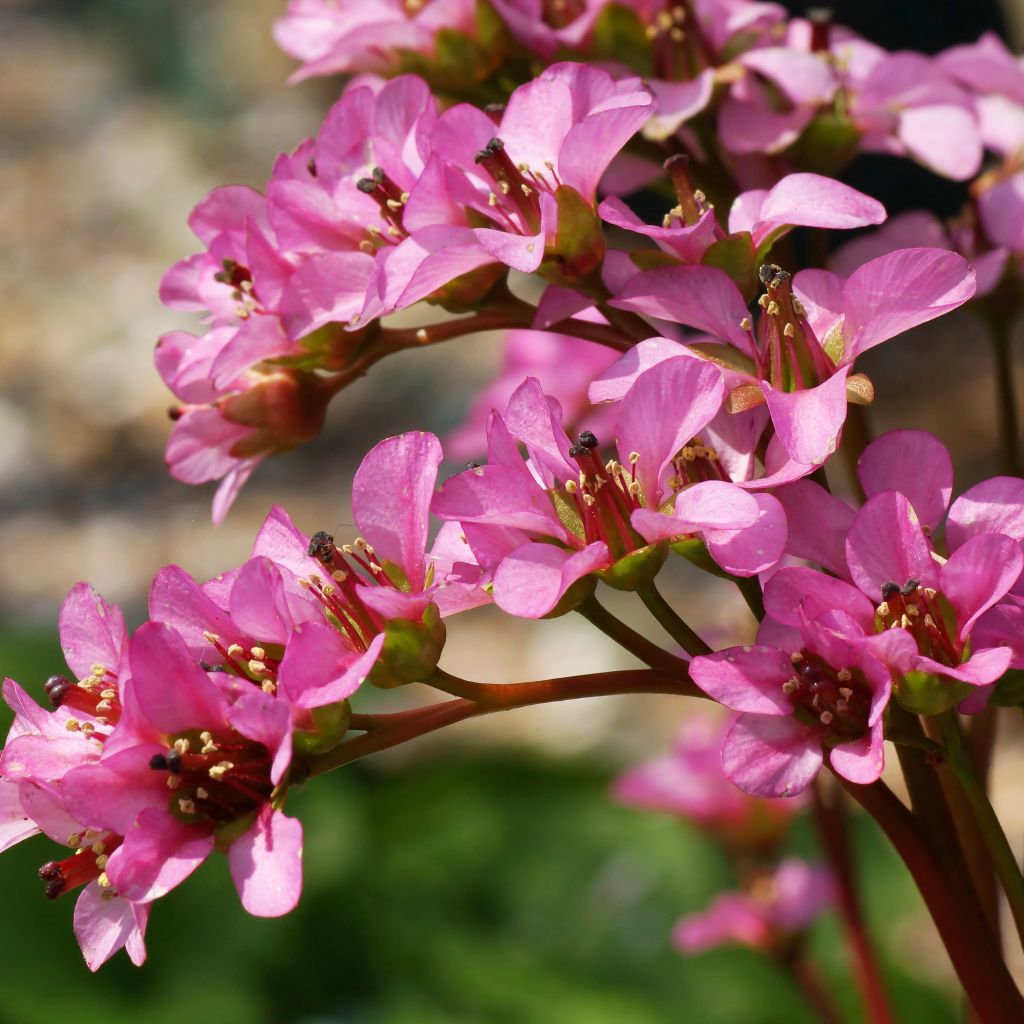 Bergenia milesii - Elephant's Ears