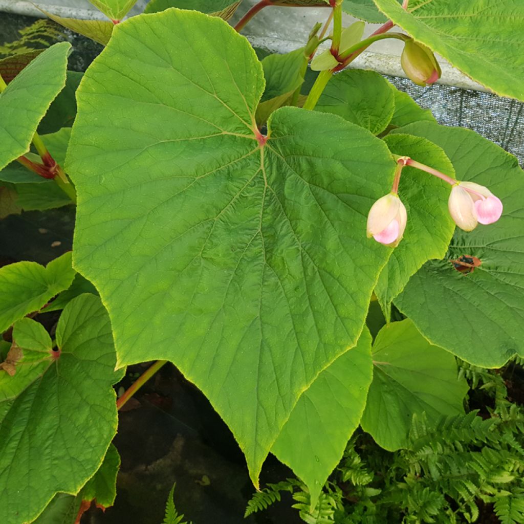 Begonia x grandis Torsa - Hardy Begonia
