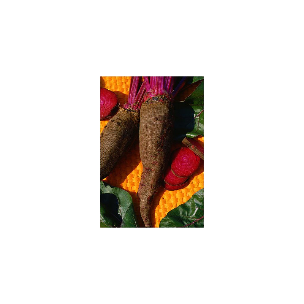 Beet - Beta vulgaris