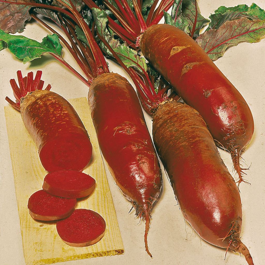 Organic Forono Beetroot - Beta vulgaris
