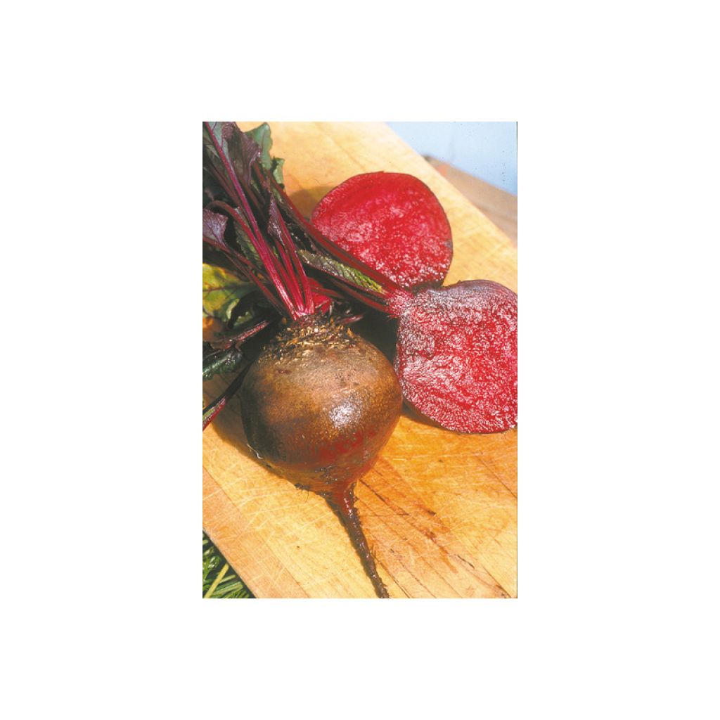 Detroit Globe Beetroot
