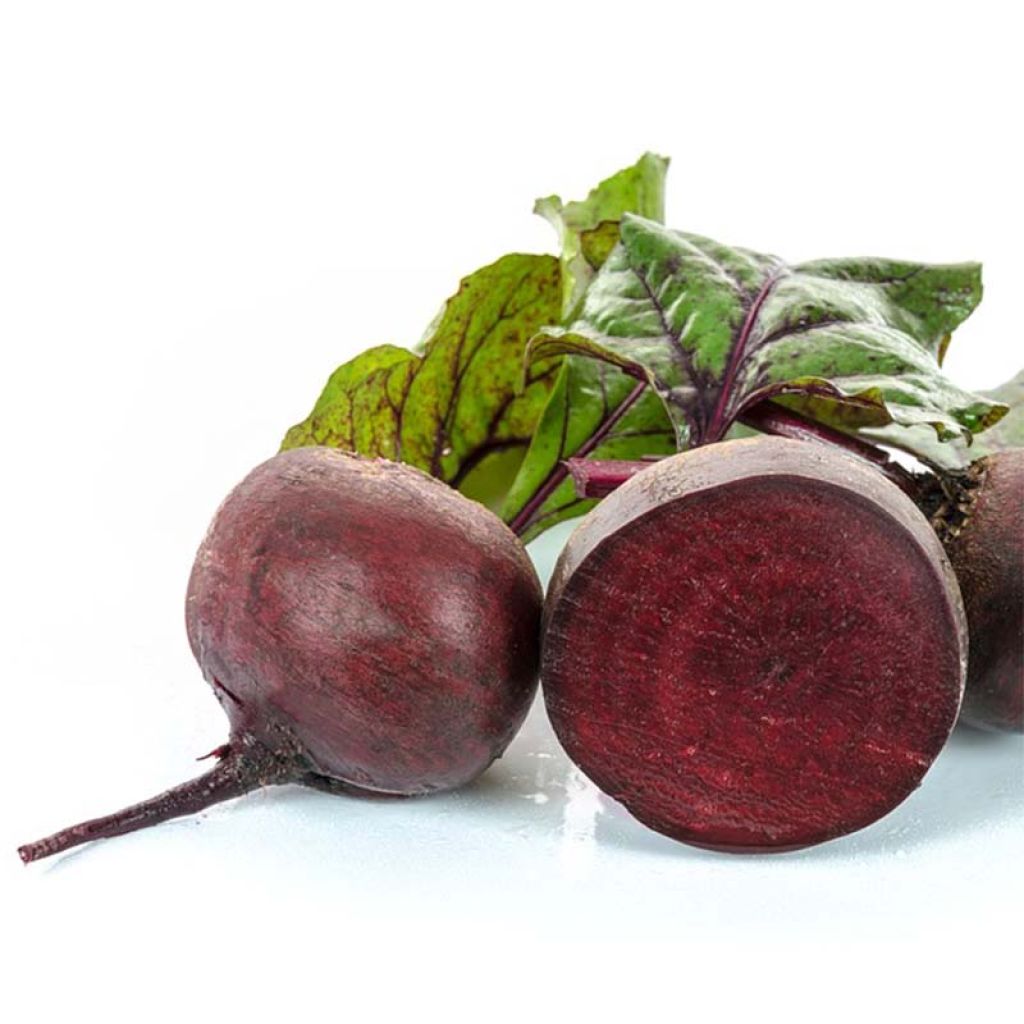 Beetroot Solist