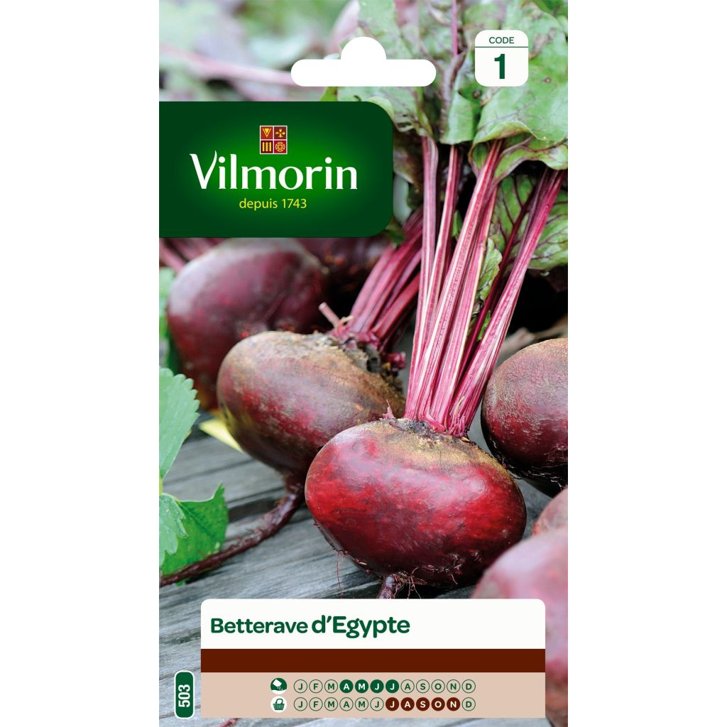 Flat of Egypt Beetroot - Vilmorin Seeds