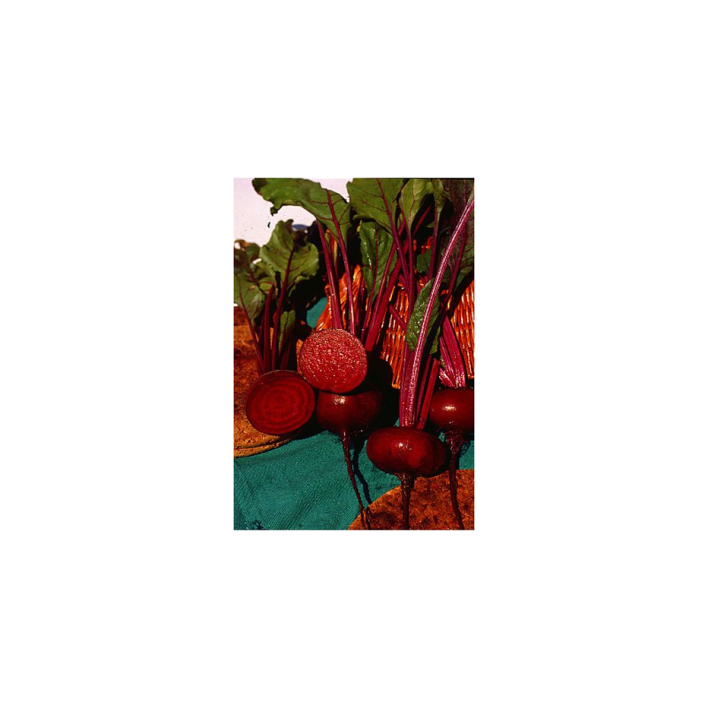 Beta vulgaris 'Kahira' - Egyptian Beetroot