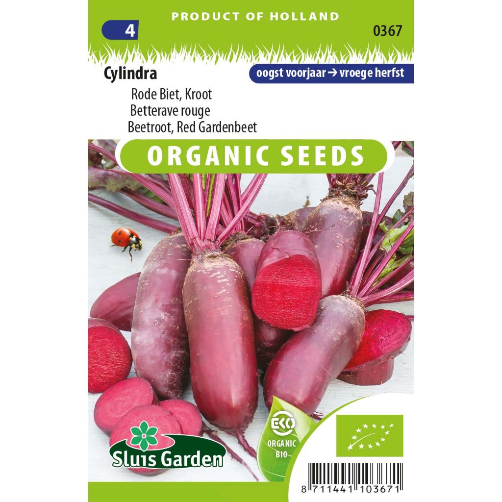 Red Beetroot Cylindra