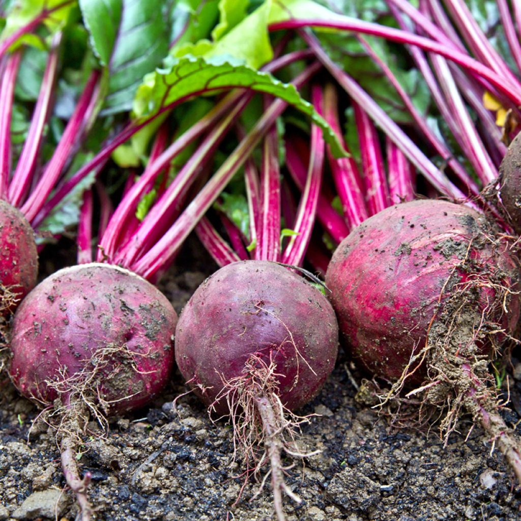 Beta vulgaris Detroit 3 Short Top