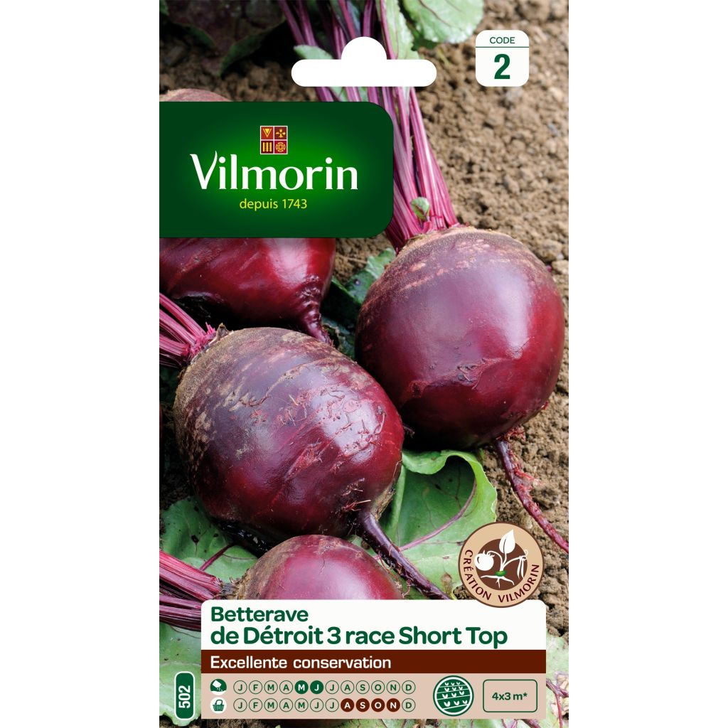Beta vulgaris Detroit 3 Short Top