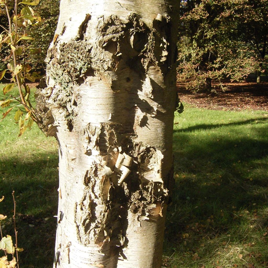 Betula ermanii Holland - Gold Birch
