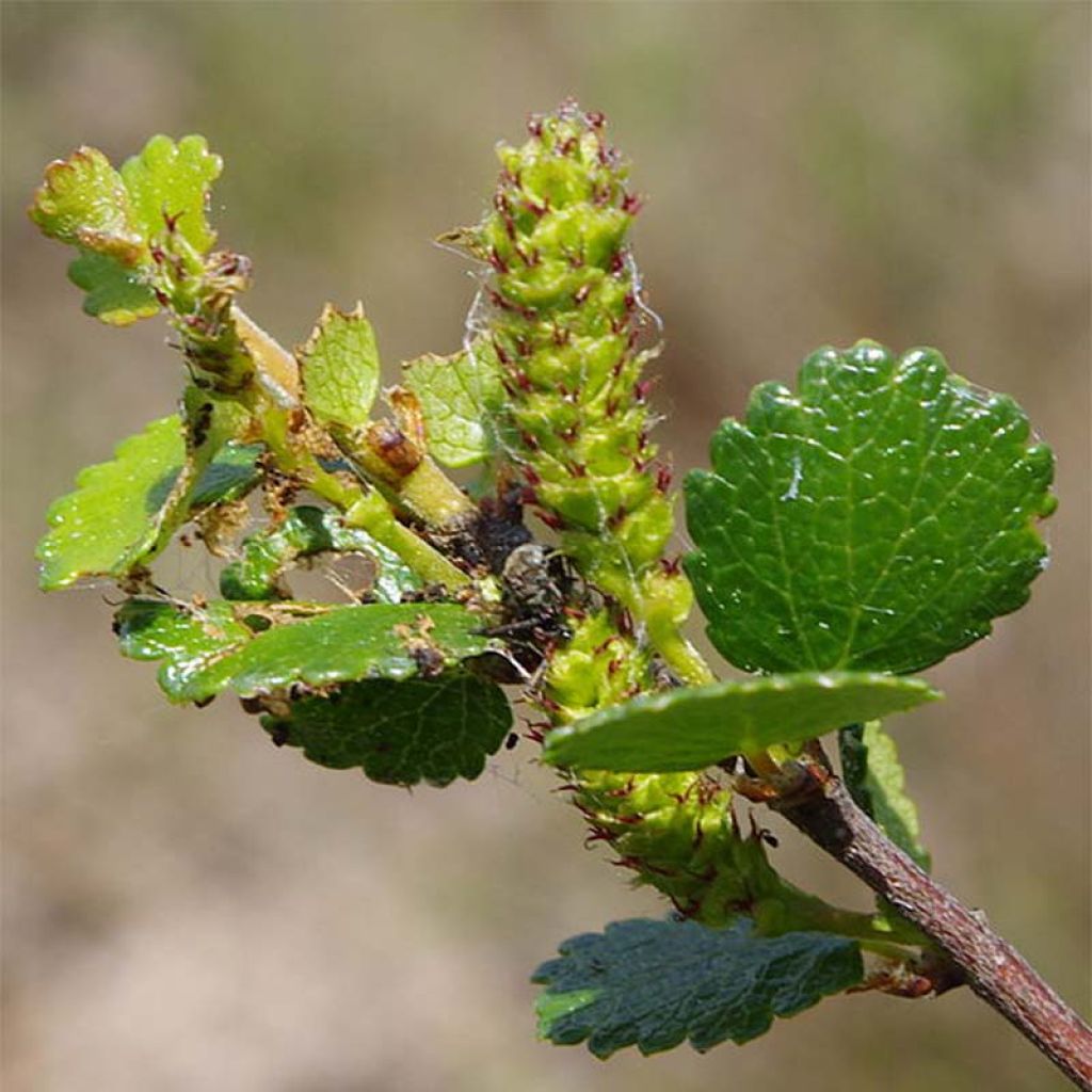 Betula nana - Dwarf Birch