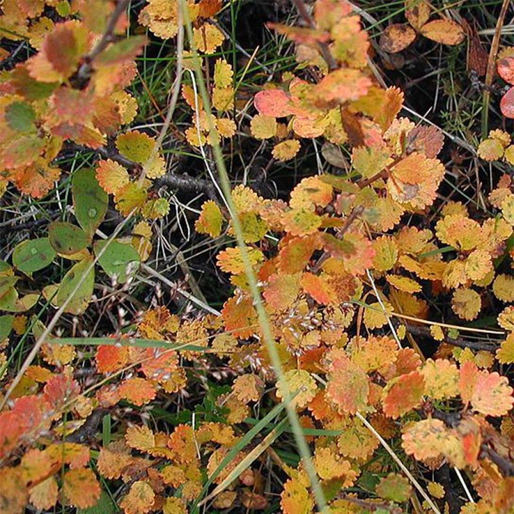 Betula nana - Dwarf Birch