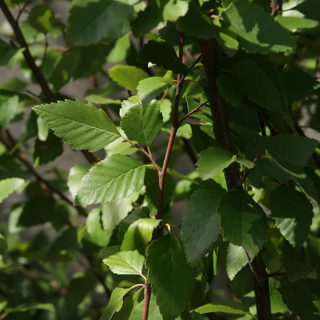 Betula nigra - Birch
