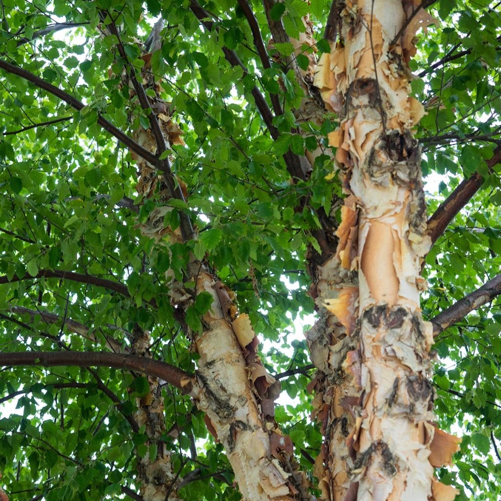 Betula nigra - Birch