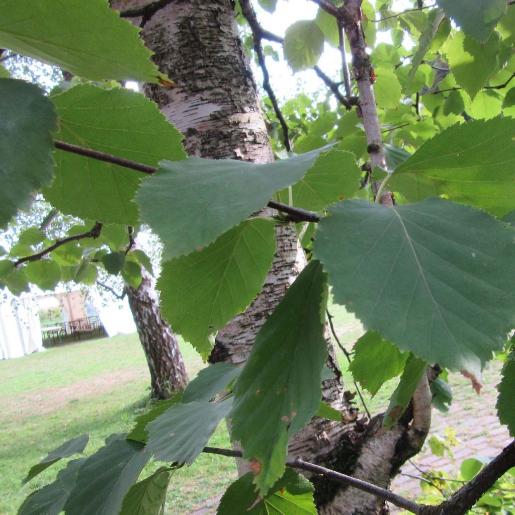 Betula papyrifera - Paper Birch