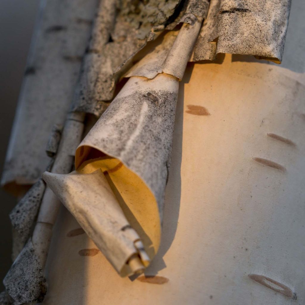 Betula papyrifera - Paper Birch