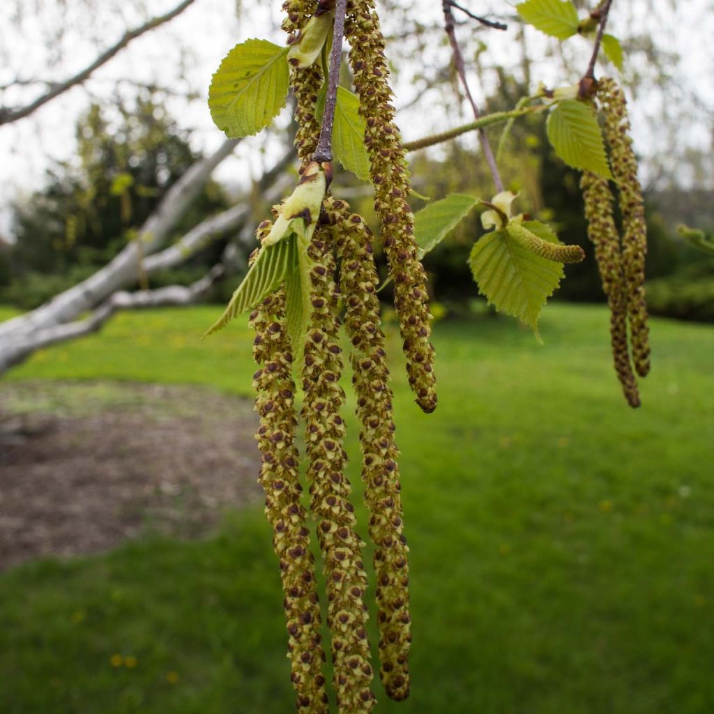 Betula papyrifera - Paper Birch