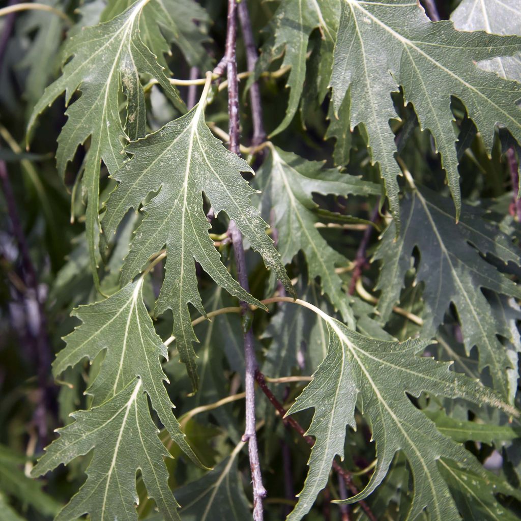 Betula pendula Crispa - Birch