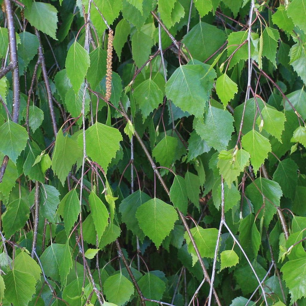 Betula pendula - Birch