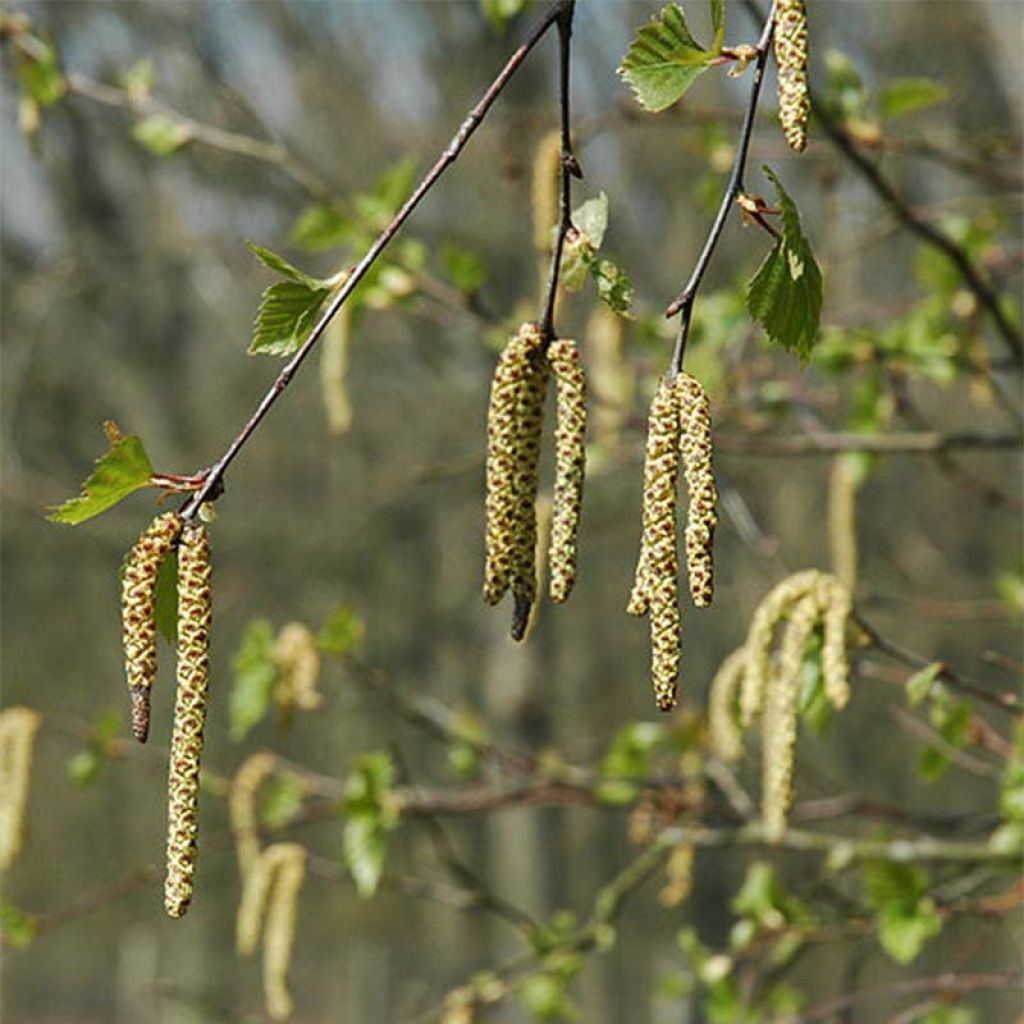 Betula pendula - Birch