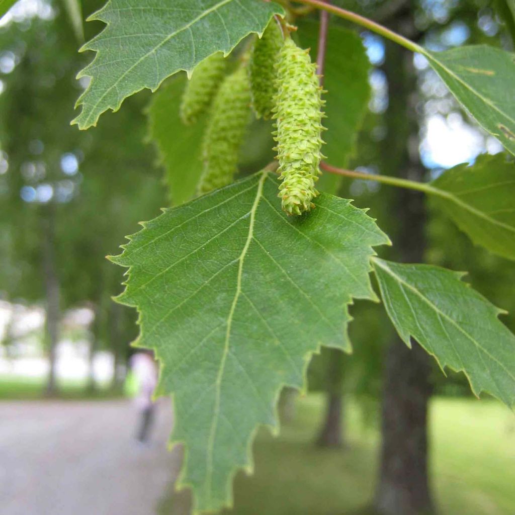 Betula pubescens - Downy Birch