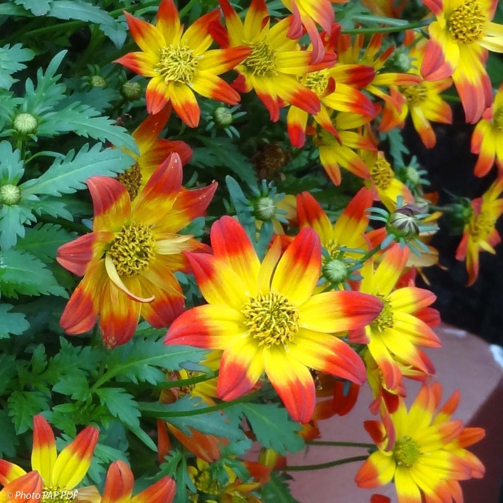 Bidens Beedance Painted Red