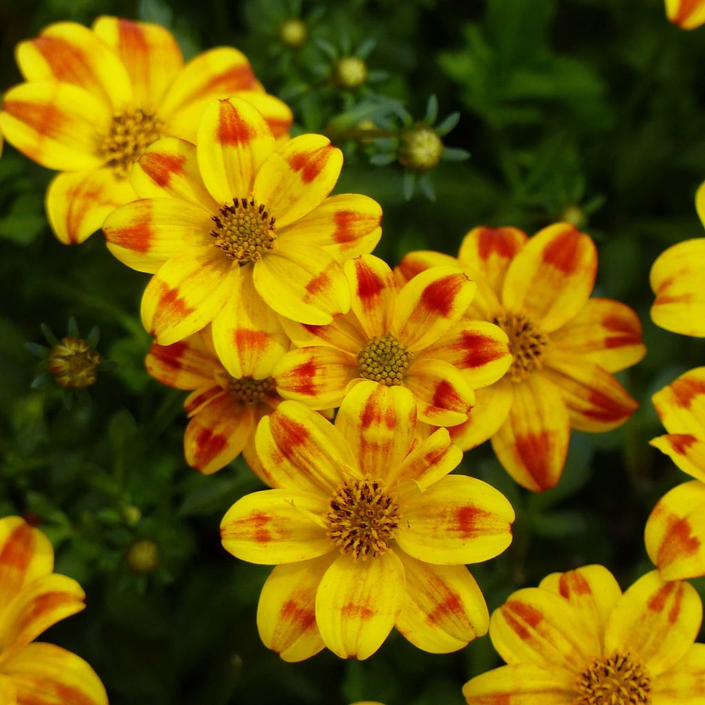 Bidens Beedance Painted Yellow - Beggarticks