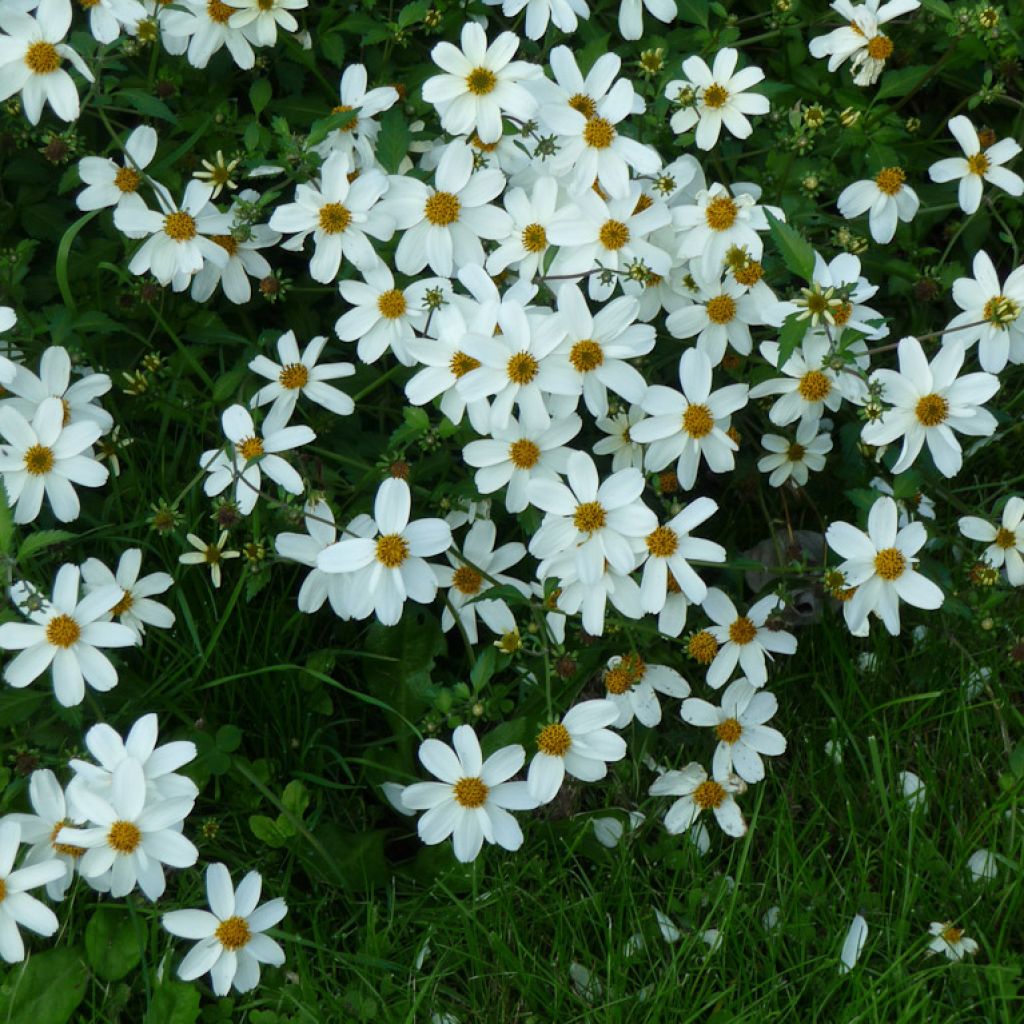 Bidens Pirates Pearl