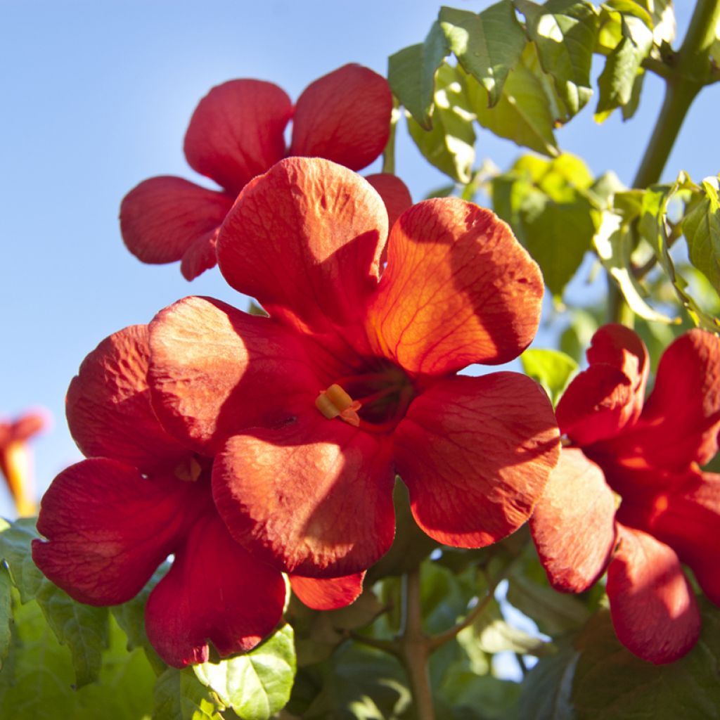 Campsis x tagliabuana Summer Jazz Fire